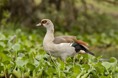 Close-up of a bird