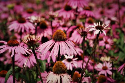 Close-up of purple flowers blooming outdoors