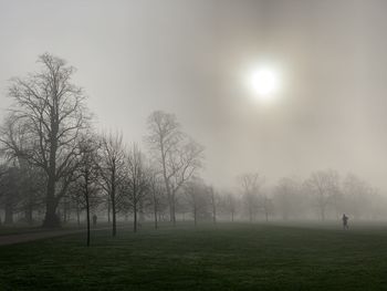Trees on field against sky