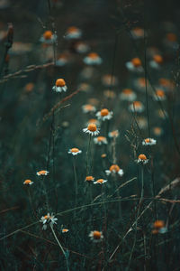 Close-up of flowering plants on field