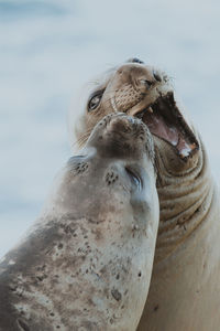 Close-up of seals at beach