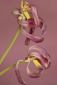 Close-up of pink flower bud