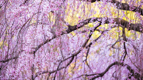Close-up of flowers on tree