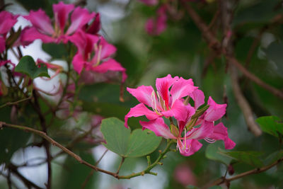 Close-up of pink flowering plant