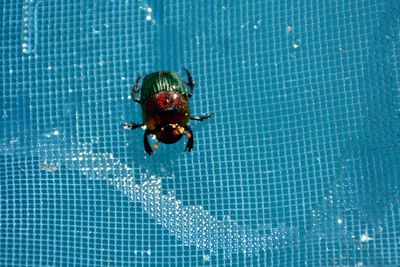 High angle view of an insect in swimming pool