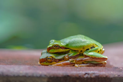 Close-up of frogs mating on retaining wall