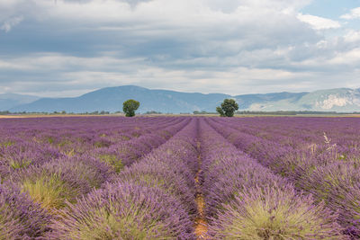Scenic view of lavender field against cloudy sky