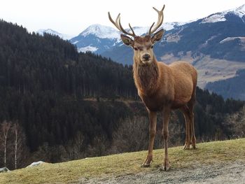 Full length portrait of deer standing on hill