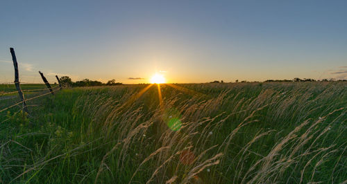 Scenic view of field against clear sky during sunset