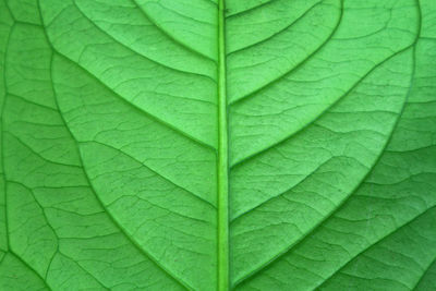 Full frame shot of leaf