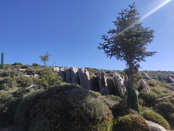 Low angle view of trees and stones against clear blue sky