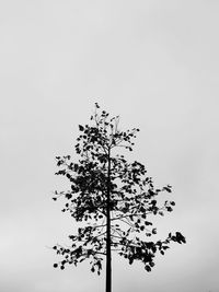 Low angle view of trees against clear sky