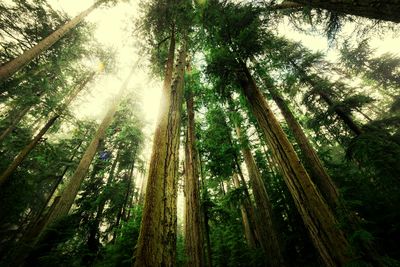 Low angle view of trees in forest