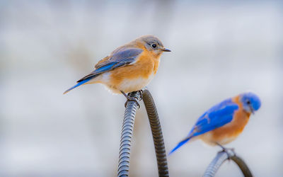 bird