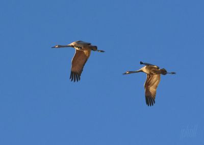 Low angle view of bird flying against clear blue sky