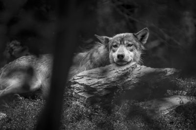Portrait of wolf on rock