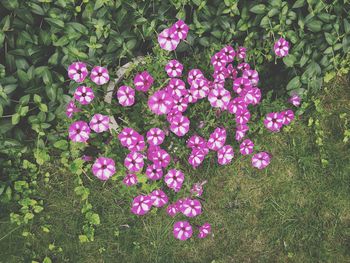 High angle view of pink flowers on field