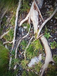 Close-up of tree roots