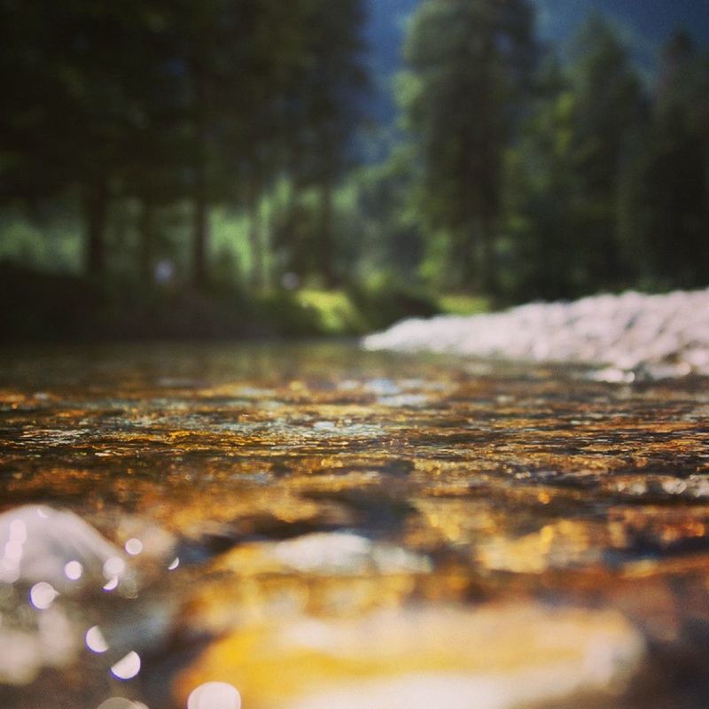 surface level, selective focus, tree, nature, water, tranquility, focus on background, outdoors, focus on foreground, close-up, no people, day, road, season, beauty in nature, the way forward, falling, rock - object, street, textured