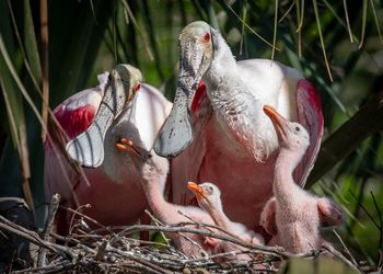 Close-up of birds in nest