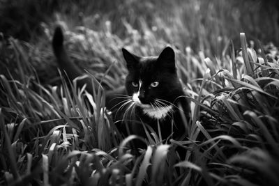 Portrait of cat on field