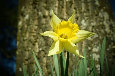 Close-up of yellow flower