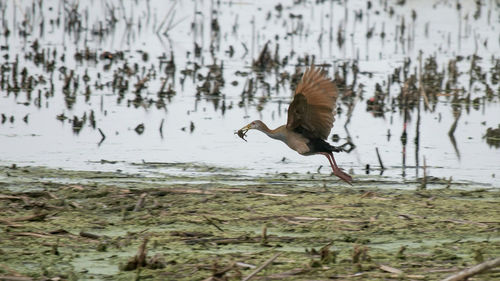 Bird flying over lake