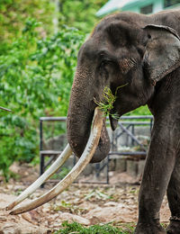 Close-up of elephant on field