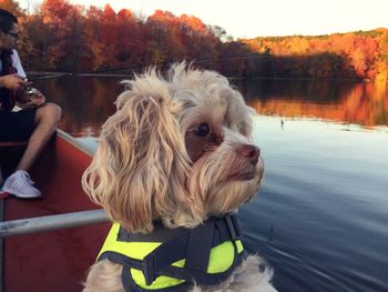 Shih tzu in boat with man fishing over lake during autumn