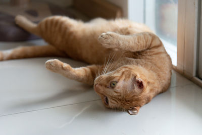 Close-up of a cat lying on floor