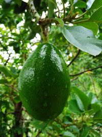 Close-up of fruit growing on tree