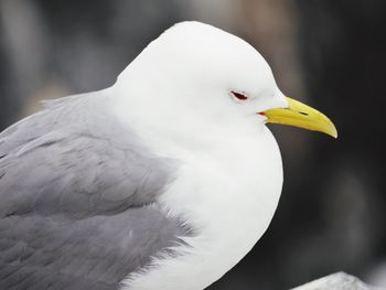 Close-up of bird perching outdoors