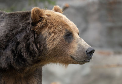 Adult grizzly bear gets a head shot portrait picture on a sunny day