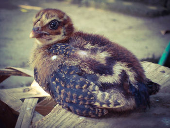 Close-up of owl perching outdoors