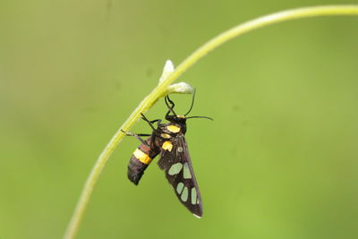 Close-up of butterfly