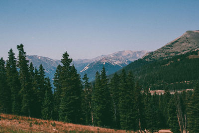 Pine trees in forest against sky