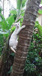 Low angle view of cat on tree