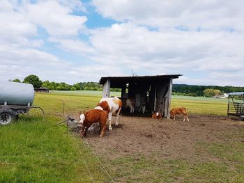 Cows grazing in field against sky