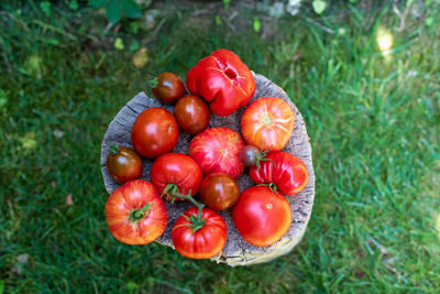 Freshly harvested tomatoes