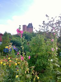 Pink flowers blooming in field