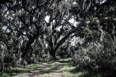 Footpath amidst trees