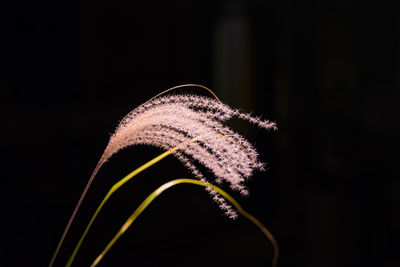 Close-up of japanese silver grass growing outdoors