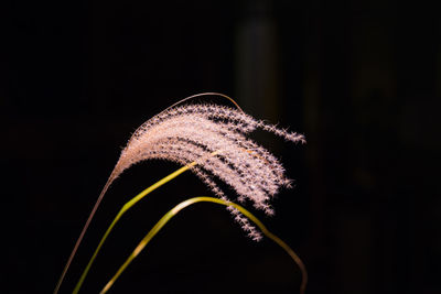 Close-up of flower against black background