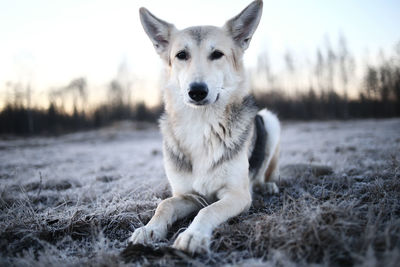 Portrait of dog on field