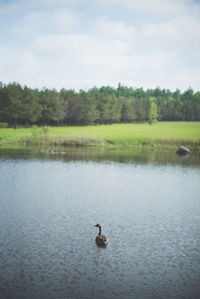 Swans swimming in lake against sky