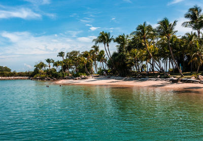 Coconut palm trees at beach against sky