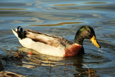 Ducks swimming in lake