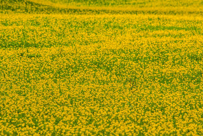 Full frame shot of yellow flowers on field