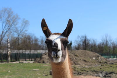 Portrait of lama intent on scrutinizing the possible prey