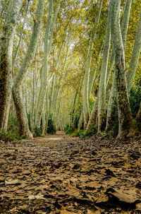 Trees growing in forest